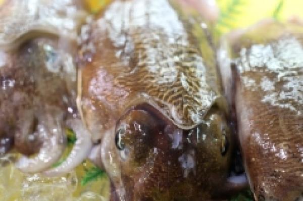 活〆!紋甲いか