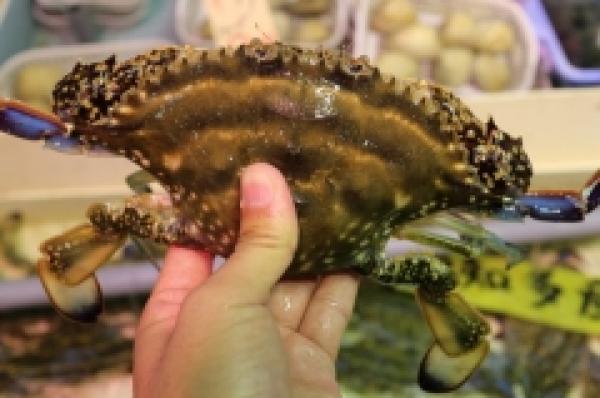 特大渡り蟹!子持ちです!