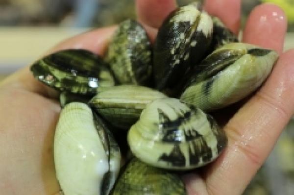 あさり、大あさりが最高に旨い!