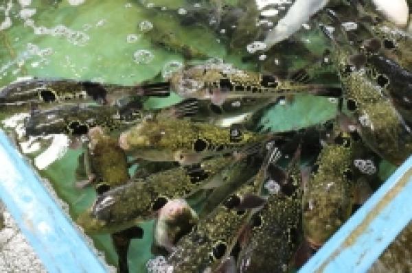 【今日の魚太郎】 トラフグの初セリ