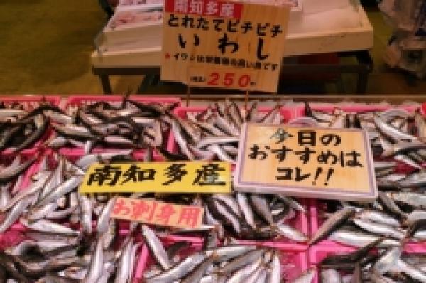 イワシが立つ！これ以上の鮮度は無い！