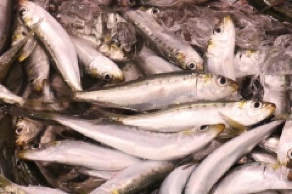 南知多産!獲れたていわしが入荷しました!