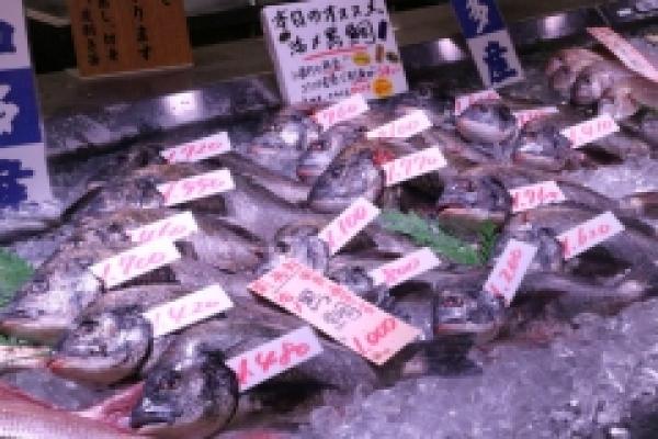 黒鯛が旨い!脂あります!