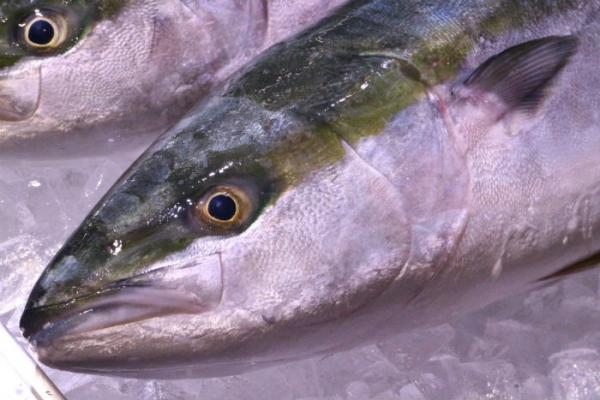 脂のってます!お値打ち!北海道産のブリ!