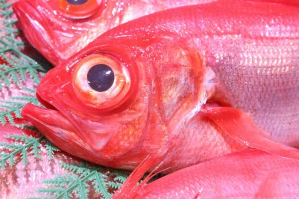 南知多産!特大金目鯛!