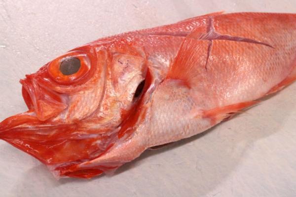 南知多産!特大金目鯛!