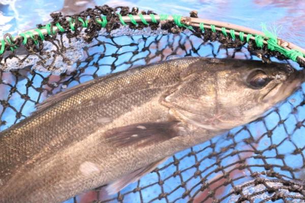 本日、活〆すずきが超お値打ち!