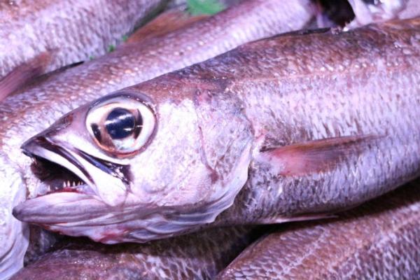 南知多産!脂のり抜群!刺身用クロムツ!