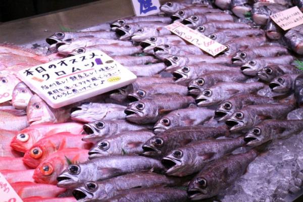 南知多産!脂のり抜群!刺身用クロムツ!