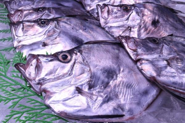 銀まとう鯛がお値打ち!刺身用です!