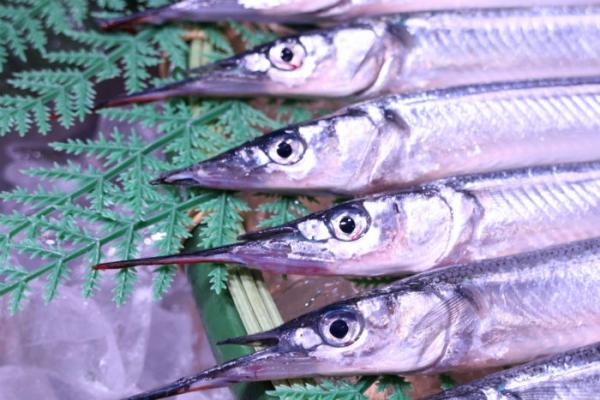 春の風物詩!南知多産さより!今季初入荷!