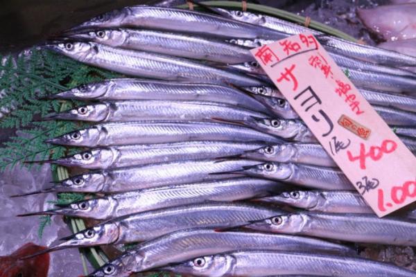 春の風物詩!南知多産さより!今季初入荷!