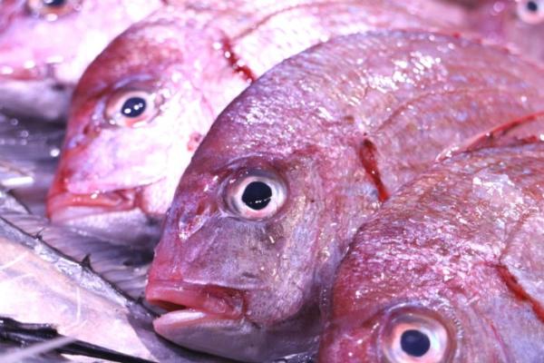 脂のってます!ち鯛が最高に旨い!