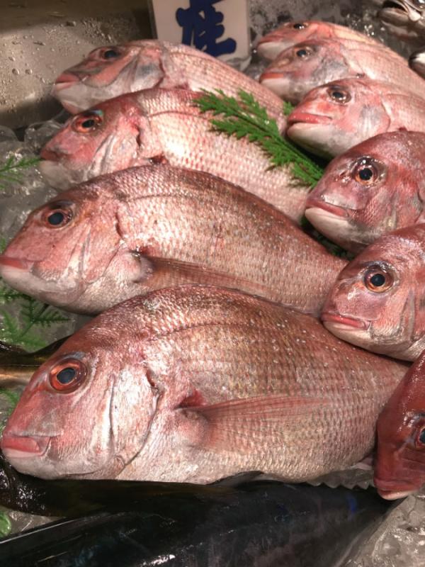 脂のり抜群の天然真鯛がお値打ち!旬です!
