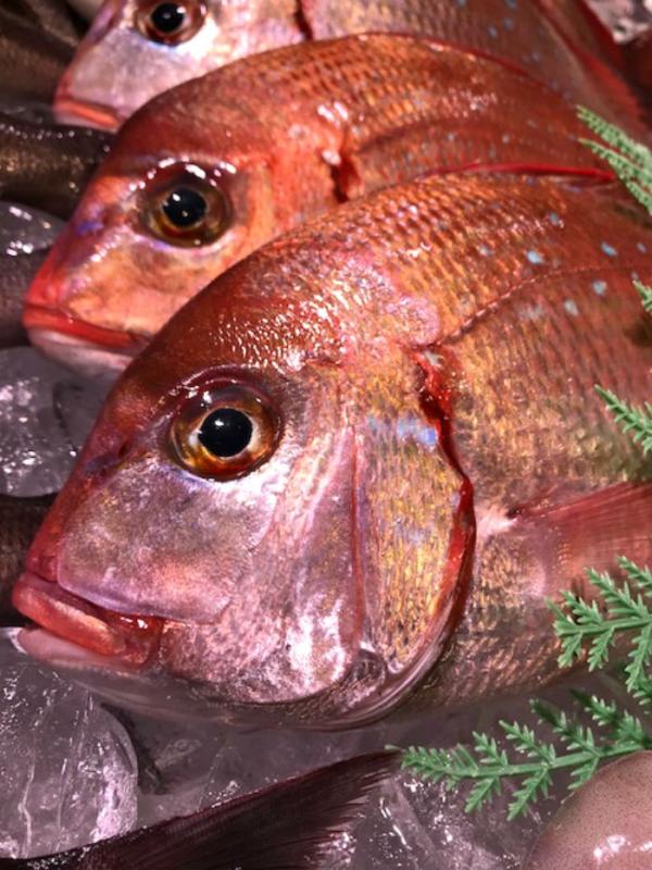 南知多産天然真鯛がお値打ち!身質抜群!