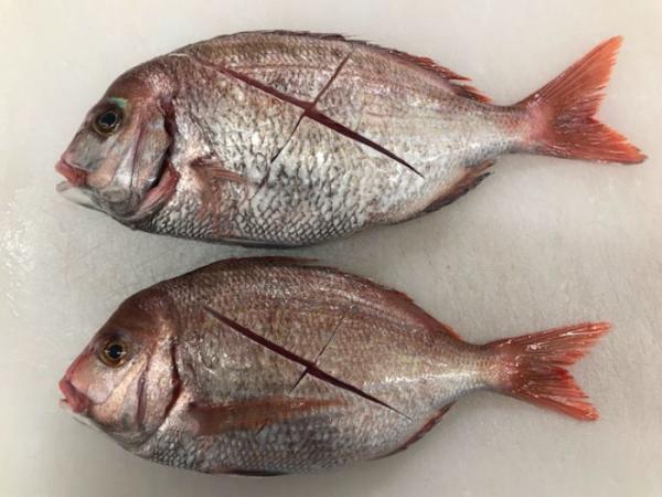 南知多産のち鯛!めちゃくちゃ脂がのってます!