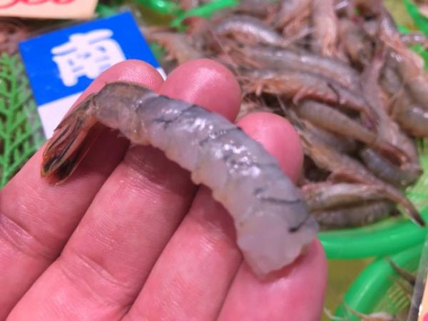 旬のあかしゃ海老!活きたまま入荷!