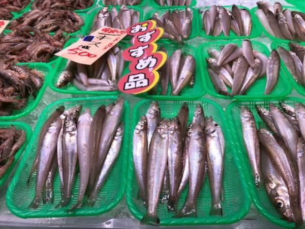 今が旬!白ギスはいかがでしょう?旨い!