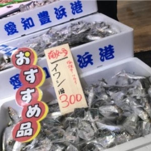 獲れたてピカピカの、鰯(いわし)で~す!!
