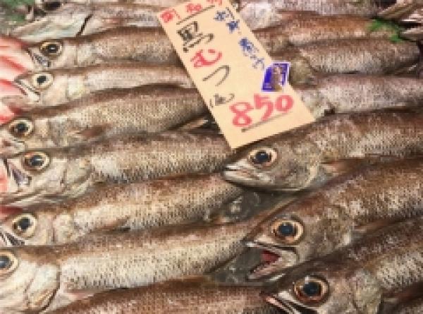 焼いてヨシ! 煮てヨシ! いい形が揚がったもんで。