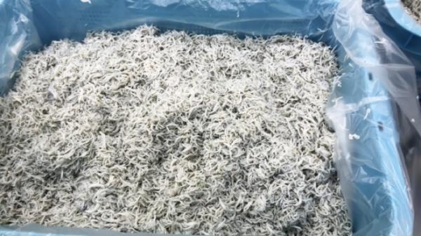 しらす春漁解禁!できたてちりめん全店で販売!今だけの旬の味!