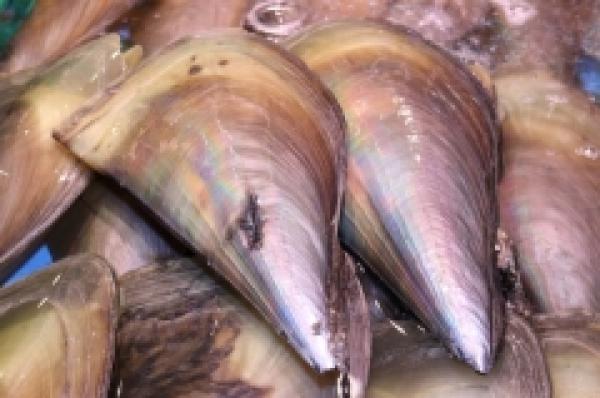 貝柱が大きくなってきた!南知多産平貝!