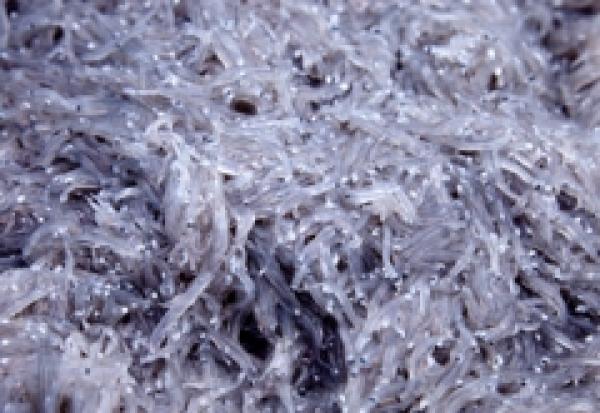 しらす漁ありました!生しらす販売!