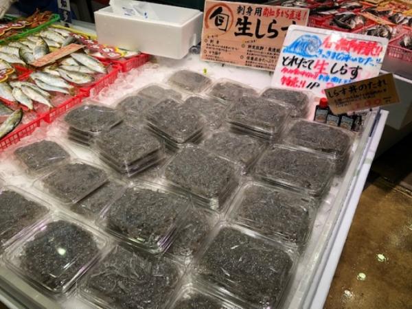 しらす漁ありました!生しらす販売!