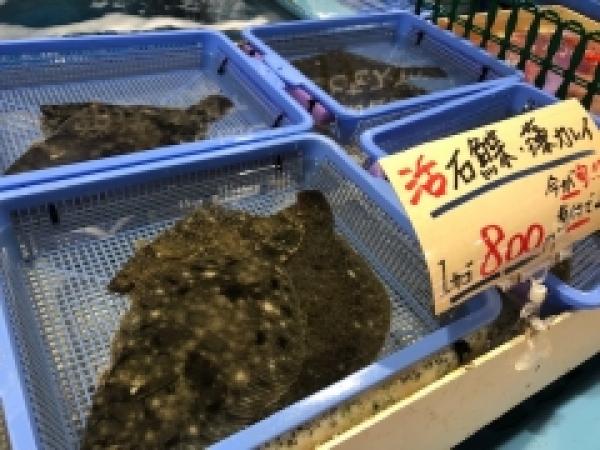 今が旬の藻カレイ!水槽で泳いでます!
