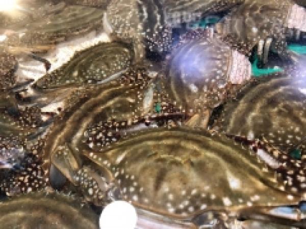 知多半島 獲れたて渡り蟹