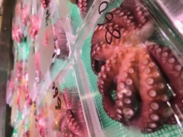 南知多のたこ、そろそろ最盛期!