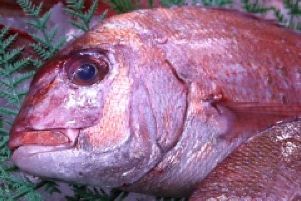 【豊漁!】南知多産 天然真鯛