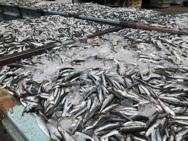 豊漁祈願!鯛祭り!