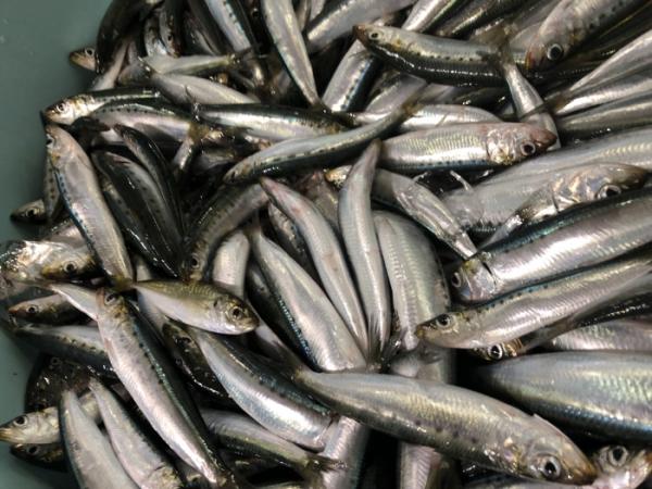 本日放送! 秘密のケンミンSHOW! 愛知県