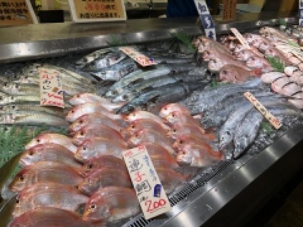 もう秋の気配?南知多で水揚げされた!地魚が本日大漁◎