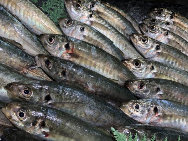 もう秋の気配?南知多で水揚げされた!地魚が本日大漁◎