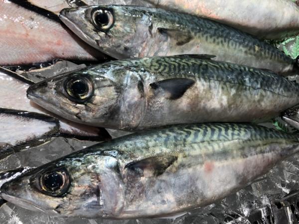 もう秋の気配?南知多で水揚げされた!地魚が本日大漁◎