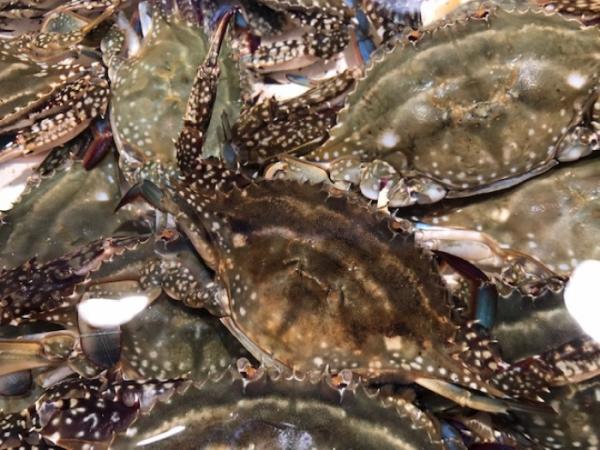 南知多産 渡り蟹が大漁でお値打ち! パスタに挑戦!