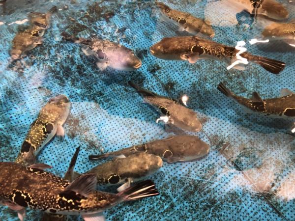 晩秋◎南知多の風物詩 【天然とら河豚】