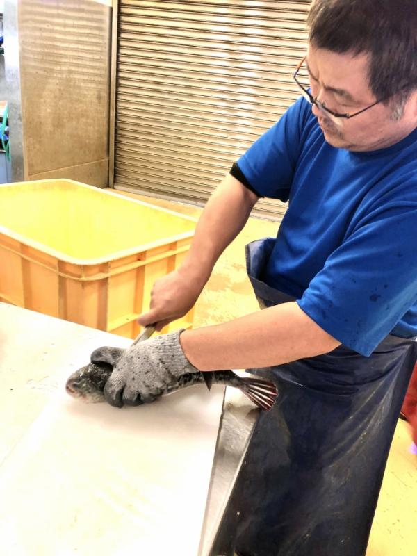 メーテレ アップで紹介されました! 【天然とら河豚】【天然彼岸ふぐ】