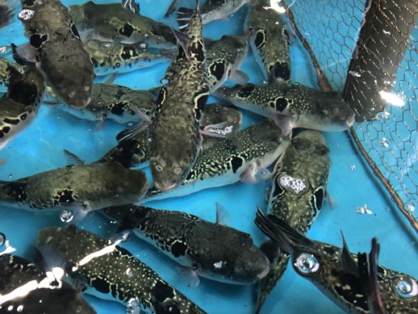 メーテレ アップで紹介されました! 【天然とら河豚】【天然彼岸ふぐ】