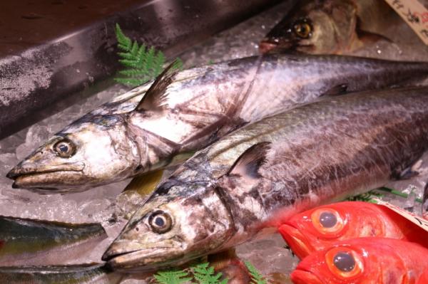 秋が旬の【鰆】さわら、刺身で食べたことありますか?