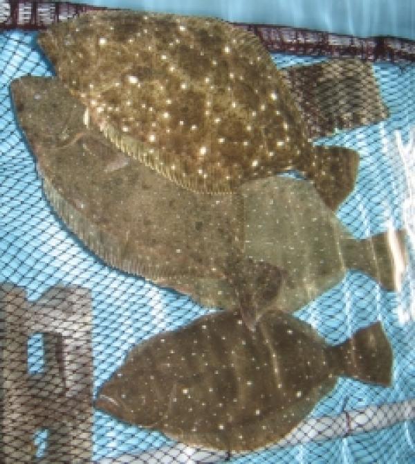 寒魚とは??寒いから旨い、冬の鮮魚たち