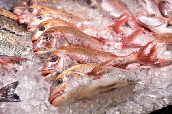 成人の日 縁起の良い魚はやっぱり真鯛!