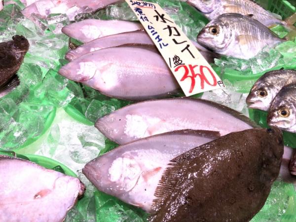 南知多産カレイの種類多すぎ!煮つけ最強説?問題を解決します!