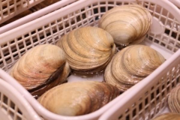 南知多名産 【大あさり】