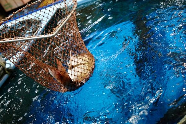 鮮度満開!ぴちぴち旬の桜鯛 花咲かタイムズで紹介されました!