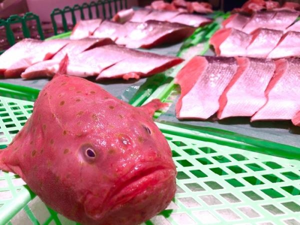 キモかわ?ブサかわ?【ミドリフサアンコウ】と紹介する鮮魚