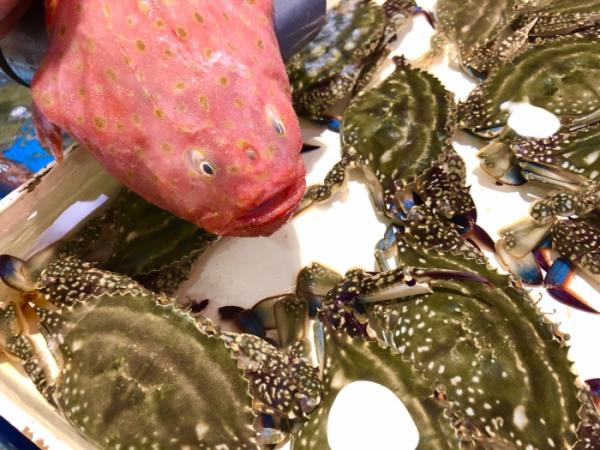 キモかわ?ブサかわ?【ミドリフサアンコウ】と紹介する鮮魚その②