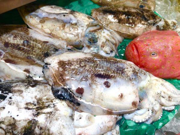 キモかわ?ブサかわ?【ミドリフサアンコウ】と紹介する鮮魚その②